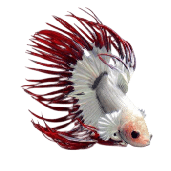 Premium Crown Tail Betta