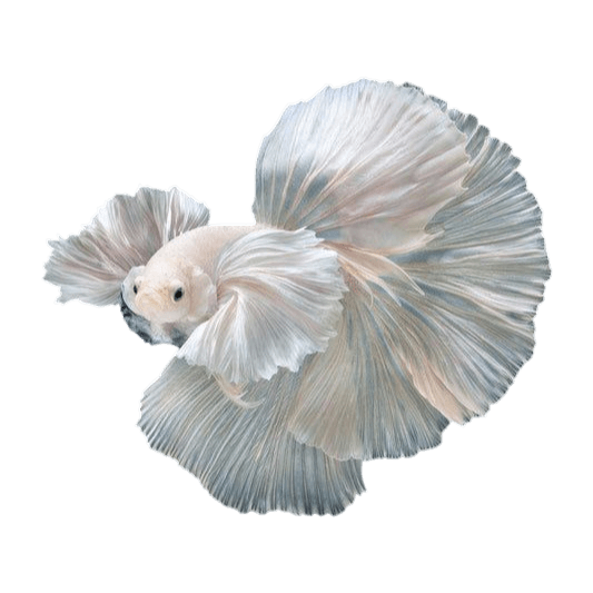 Premium Halfmoon Betta
