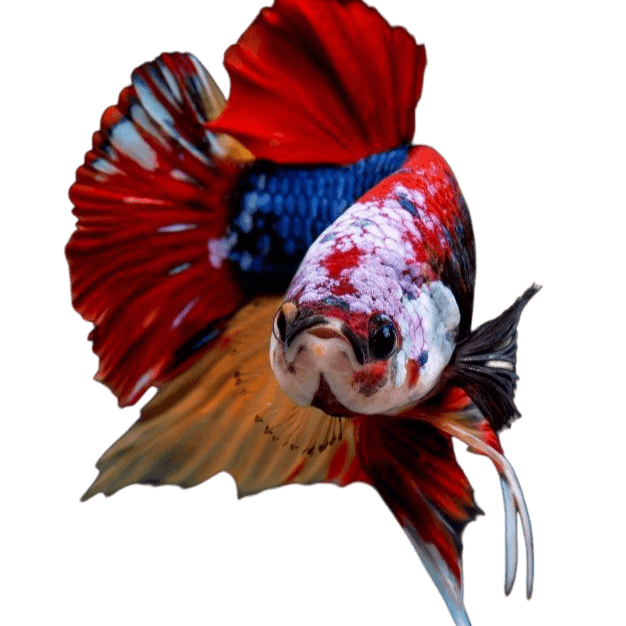 Premium Betta Fish