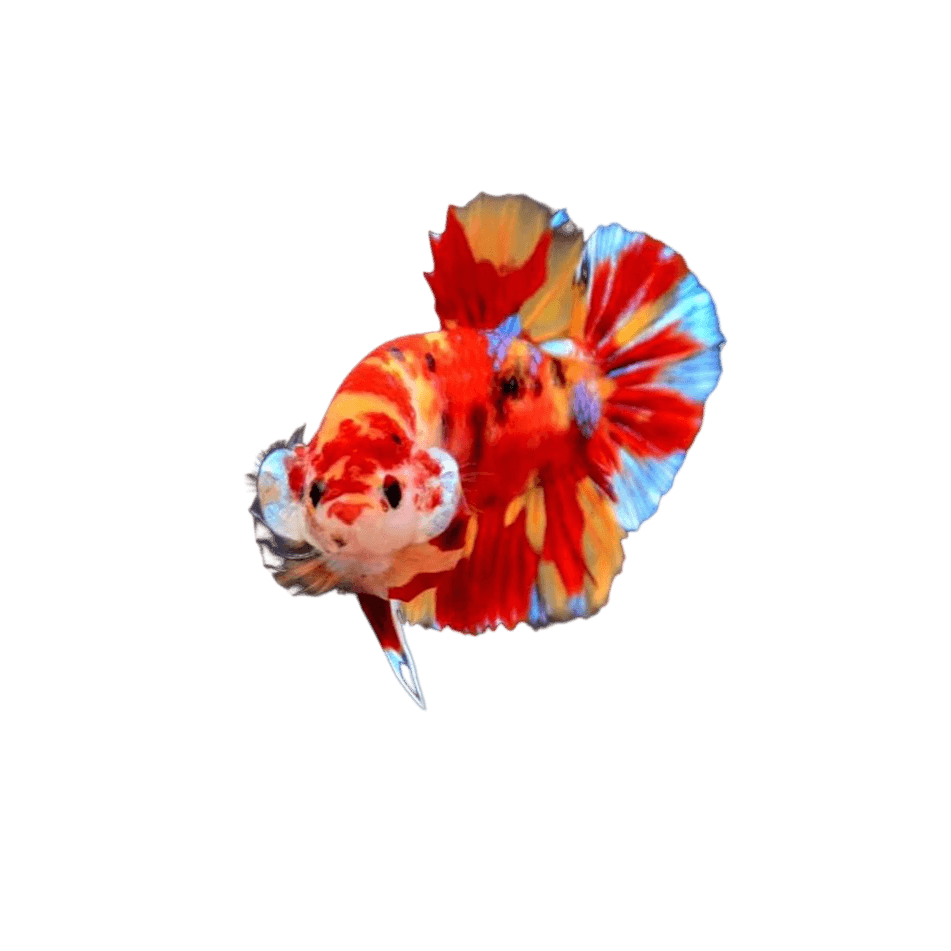 Premium Koi Betta