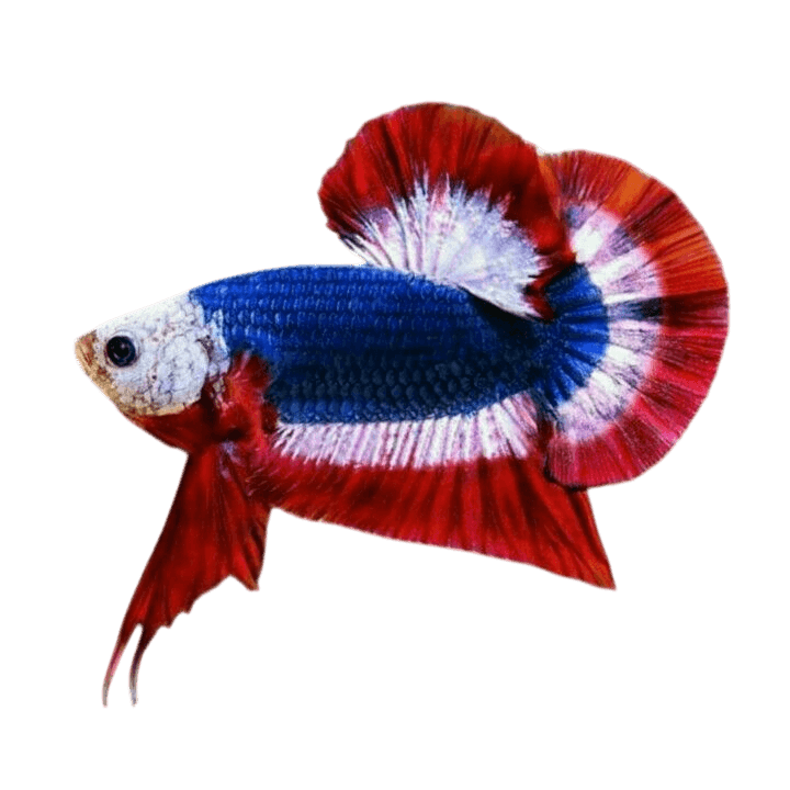 Premium Plakat Betta